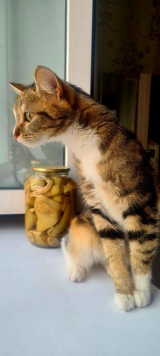 Ласковая,молодая кошечка ищет дом