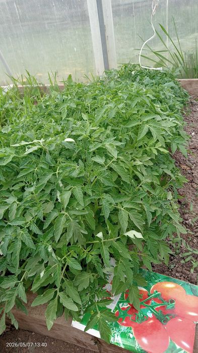 Продам рассаду помидор, капуста