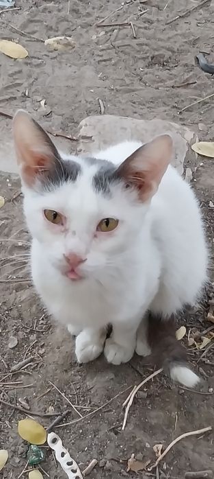 Котенок  в добрые руки