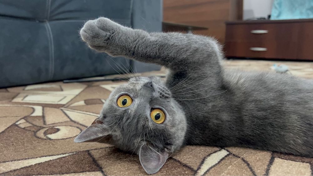 Ищем кота на вязку.