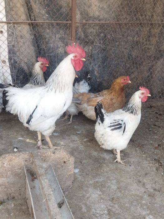 Продам куры домашние