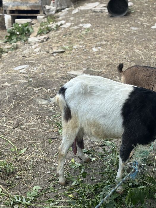 Capra si Iada Nemțești