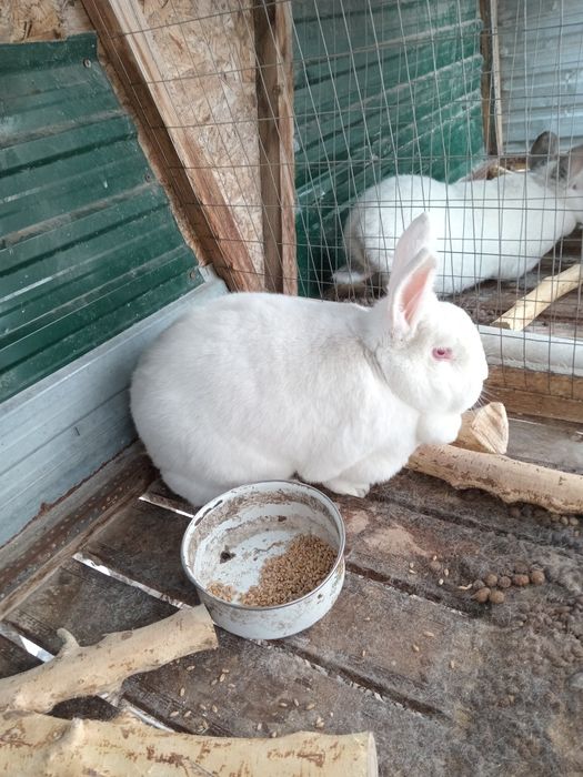 Продам  крольчих.