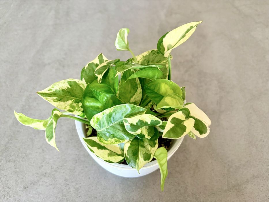 Plante Epipremnum in substrat Lechuza-pon