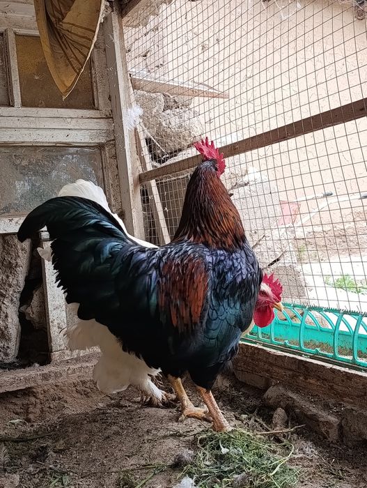Brama xo'roz sotiladi
