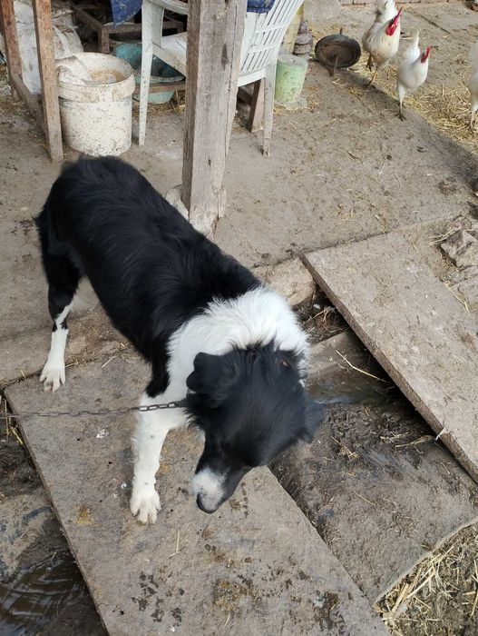 Малки кученца Бордър Коли чистокръвни