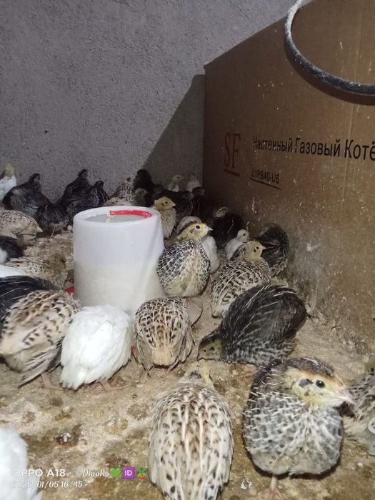Продается перепелята