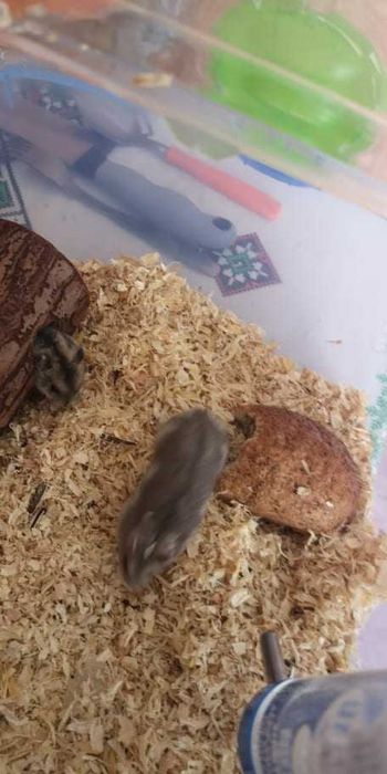 Donez Hamsteri Siberieni