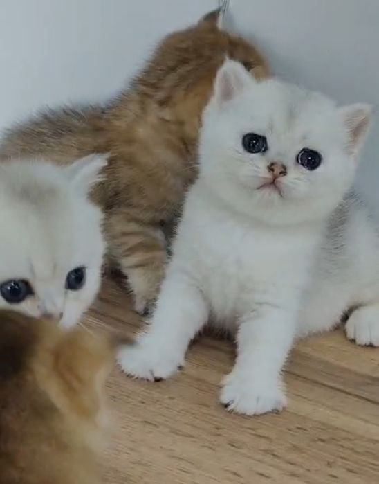 Котята Шиншиллы Шоу класса