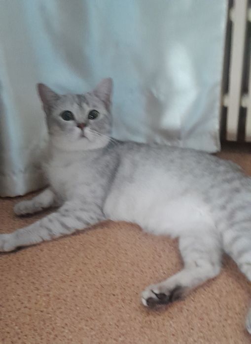 Передержка кошек