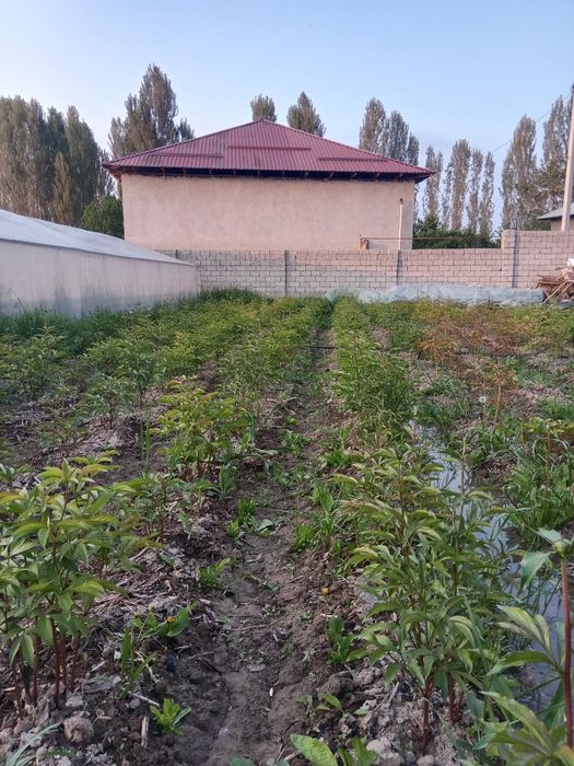 Юкори чирчик тумани платина атрофида 11 сотих