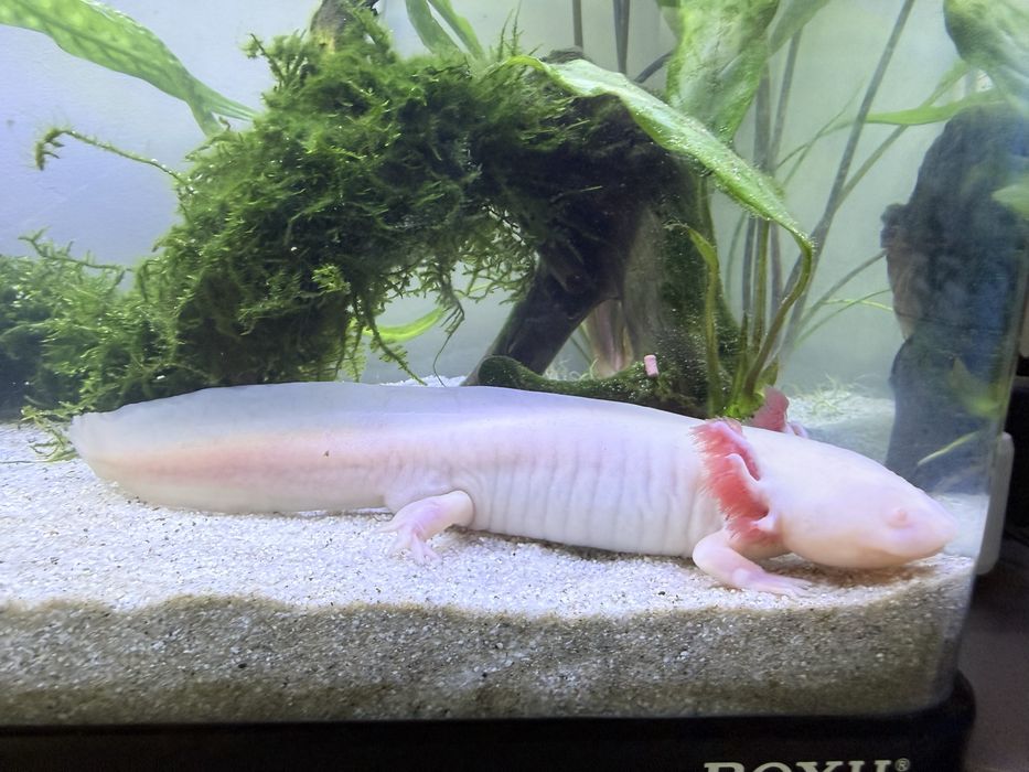 Axolot de 25 cm  ideal pt  copii