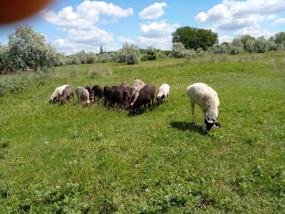 Токты, Кой, Овцы, Баран