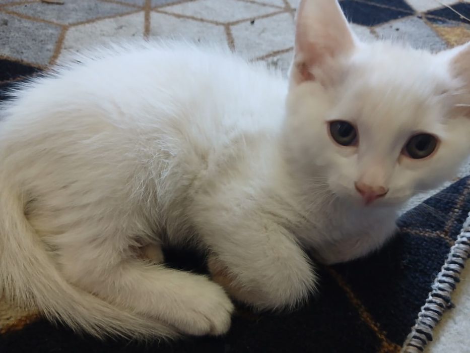 Котят в добрые руки