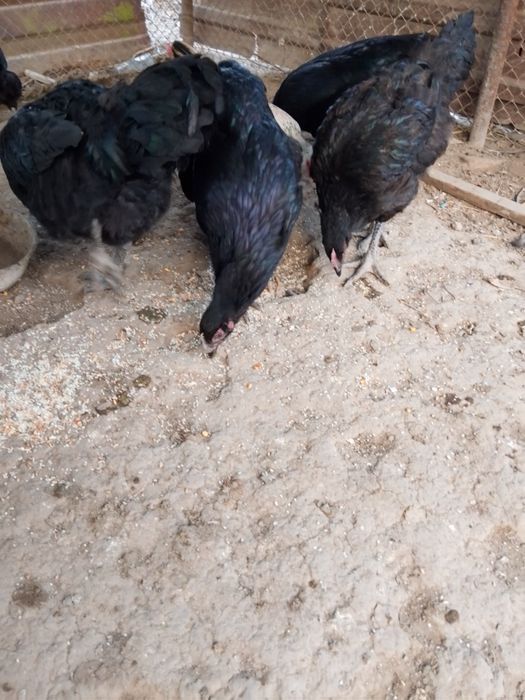 Гигант тауық сатылады