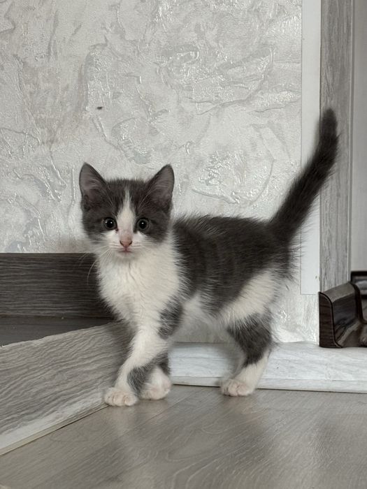 отдам котят в хорошие руки!