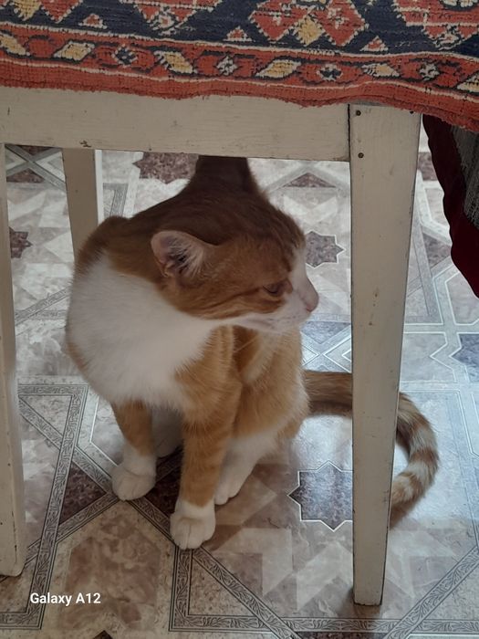 Котик в добрые руки
