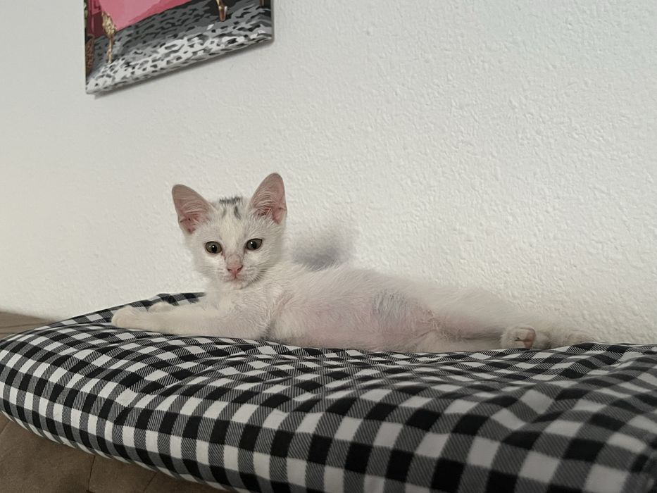 Котенок в добрые руки
