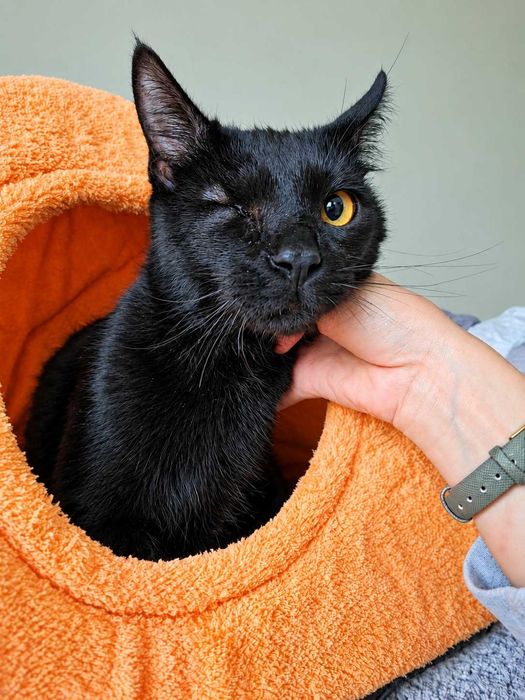 Котенце- момченце на 6 месеца търси дом