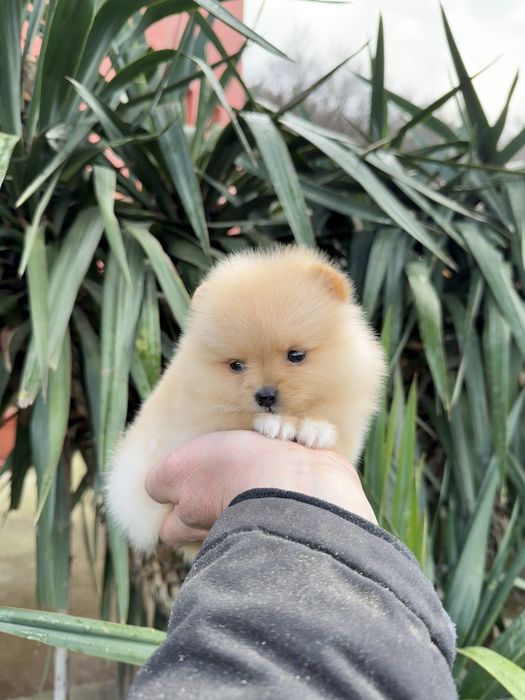 Померан мини момиче. Померанче