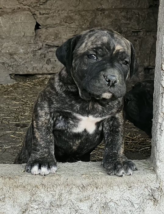 Куче Куче Куче..