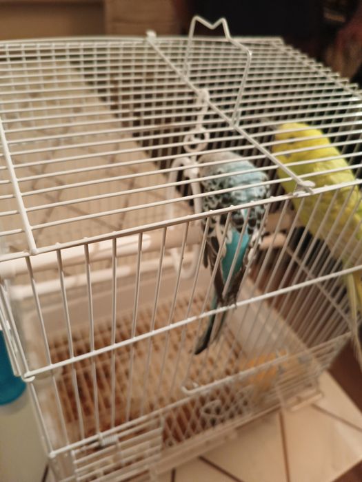 Папугай сатылады