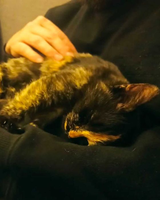 Коте - гр. София