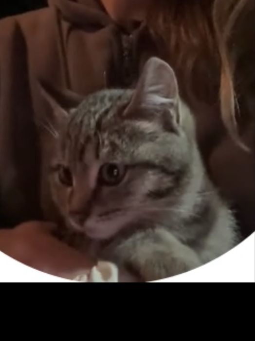 Отдам котенка в добрые руки