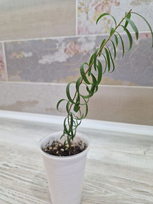 Продам цветы комнатные