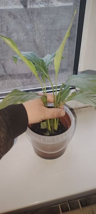 Үй гүлдері сатылады