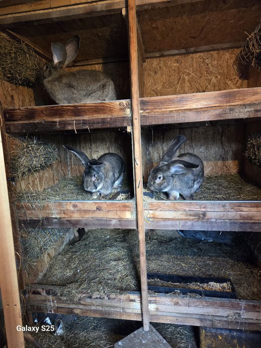 Vând iepuri Uriaș German Gri