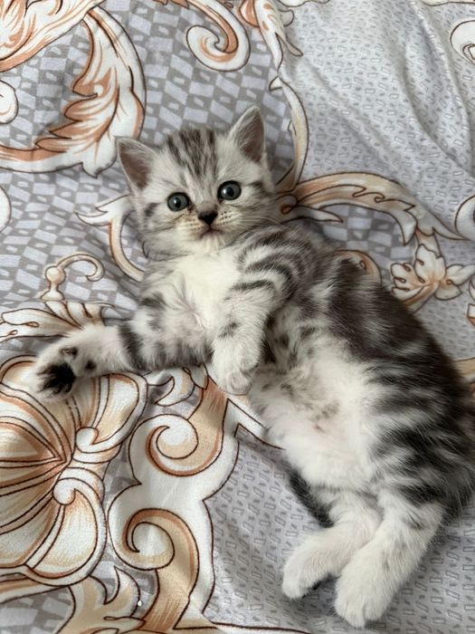 Продам котенка, Британская