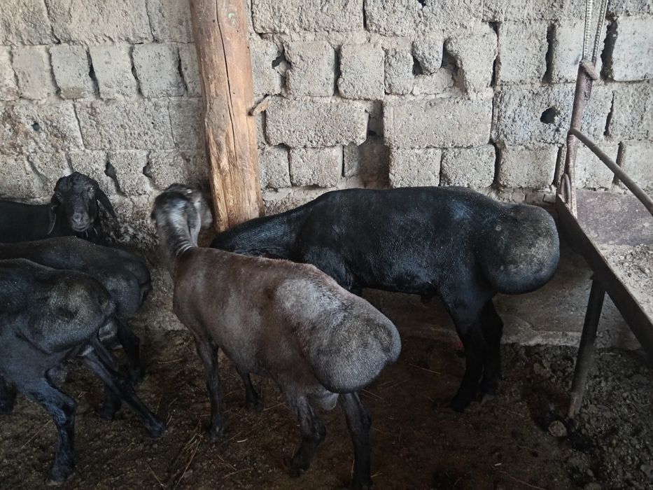 Qoshqor qochqorlar bor Toshkent shaxar boylap Dastavkamiza xizmatlarim