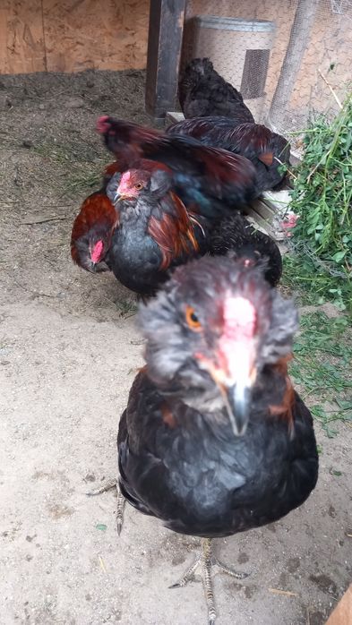 Cocoși Araucana  de vanzare