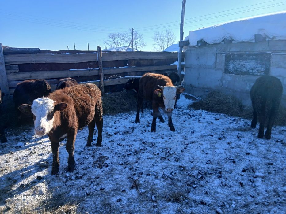 Продам бычков оптом