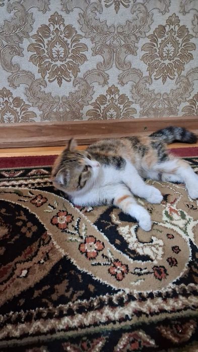 Мушук боласи  клоги кийшик