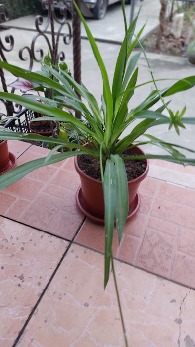 ХЛОРОФИТУМ мощный освежитель воздуха