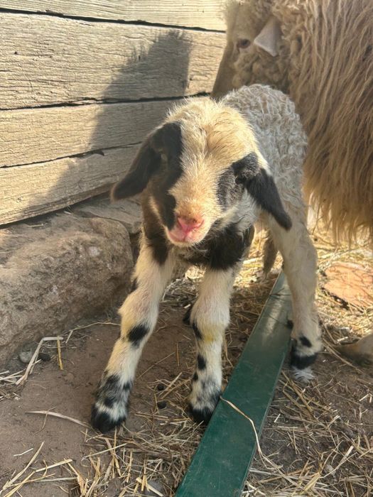 Dau la Schimb berbec