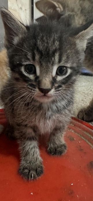 Отдам котят в добрые руки!