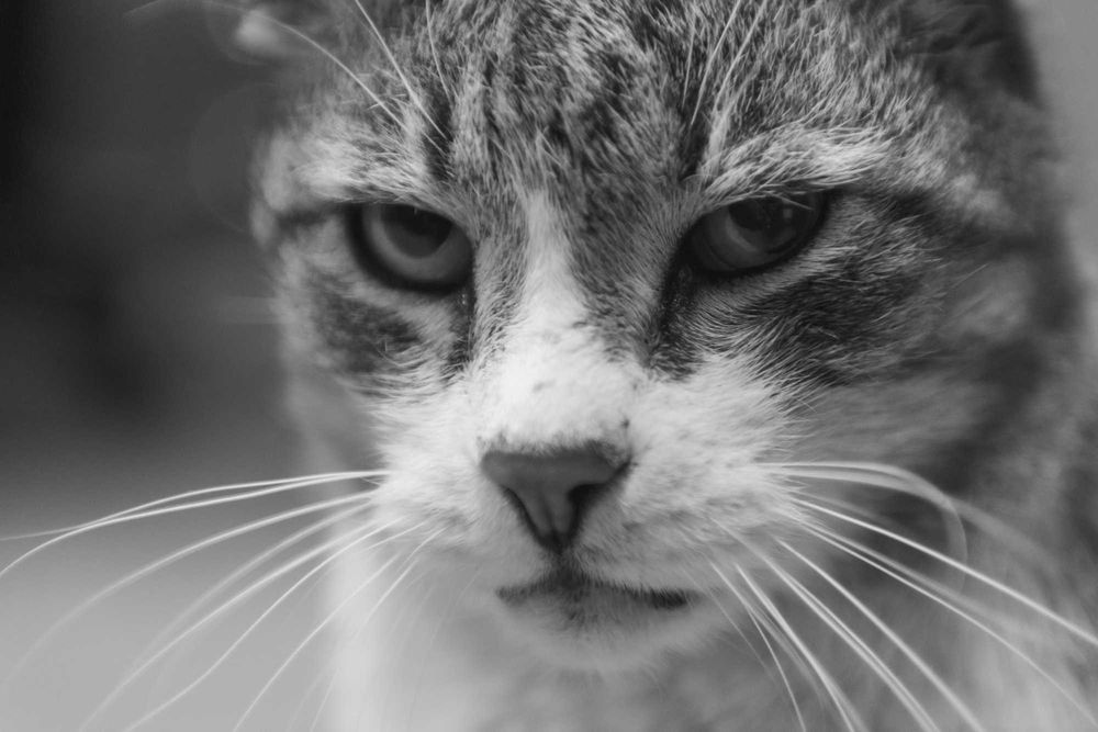 Nikon D4 – Aparat foto DSLR profesional Full Frame FX
