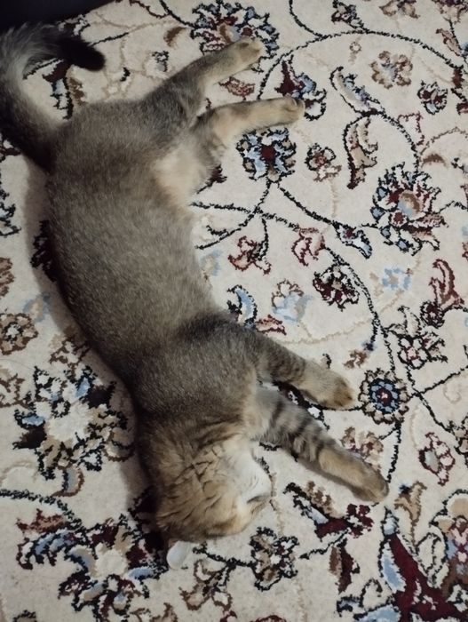 Шатлански шиншила британски қулоқ,сотилади, 100$ уғил бола