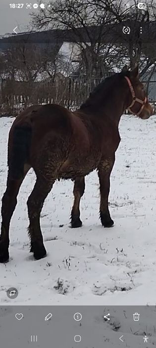 Vând mânz semigreu