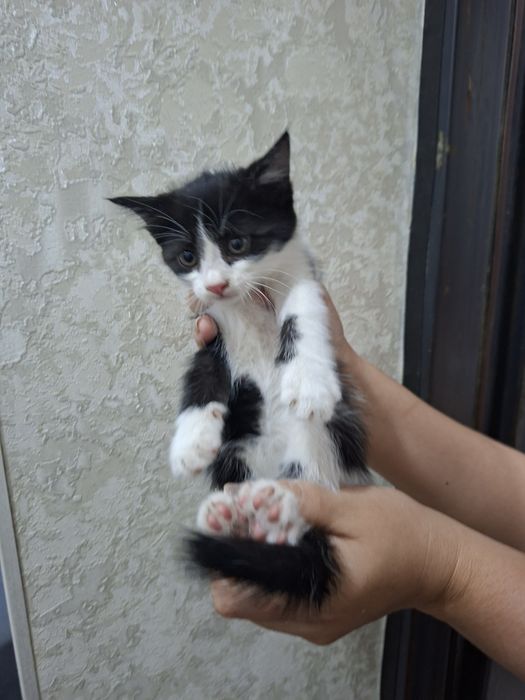 Домашние котята в добрые руки