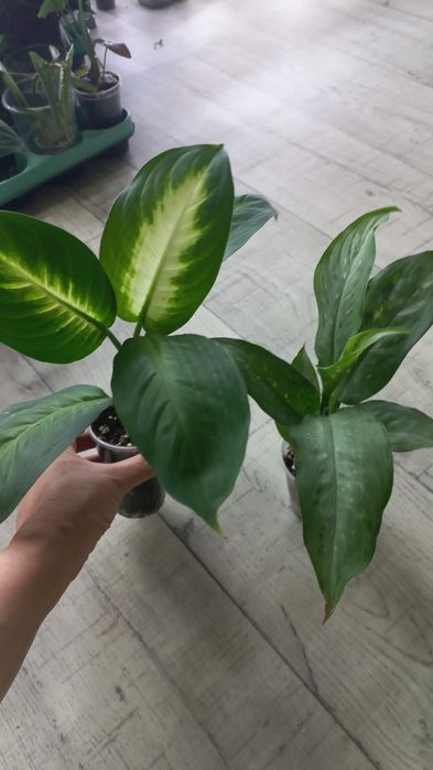 Комнатные растения