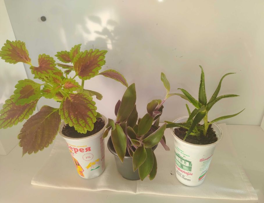 Саксийни цветя различни видове