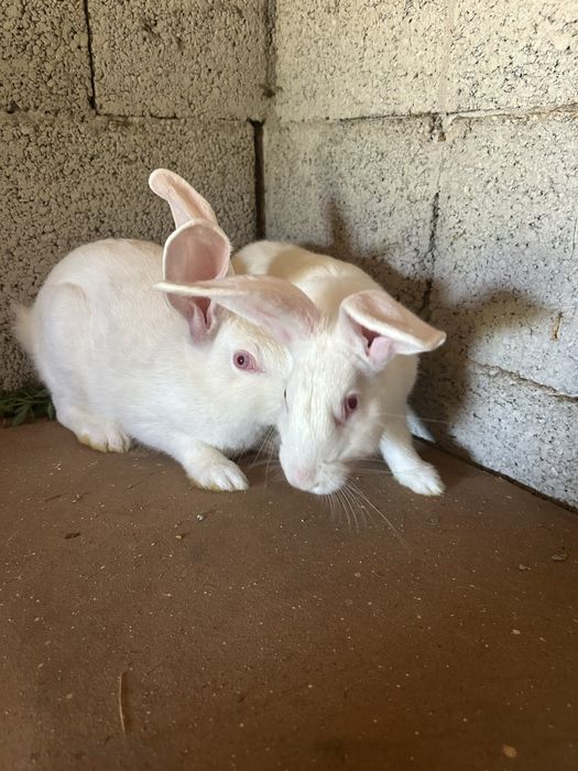 De vânzare 8 iepuri 2 de 4 luni 3,5 kg  si 6 de 2 luni jumate 2,4 kg