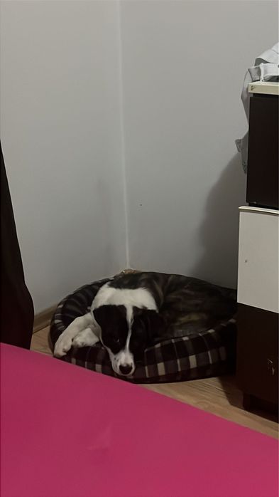 Donez Metis BorderColie