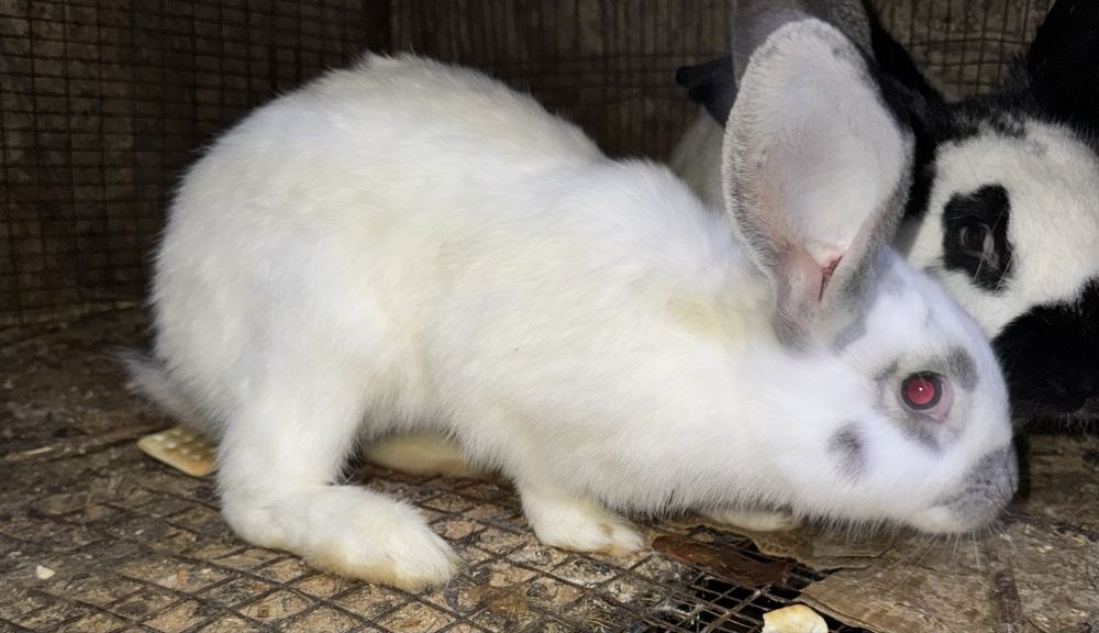 Продам молодую крольчиху