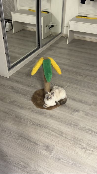 Отдам кошку в хорошие руки