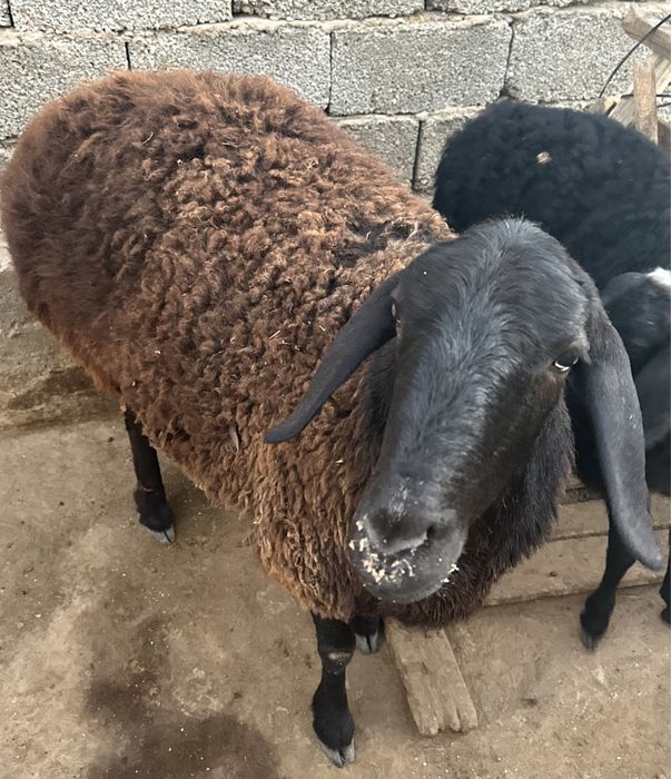 Қой/овца домашняя